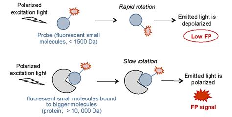 fluorescence polarimeter|fluorescence polarization chart.